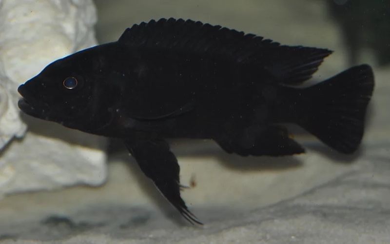 Pseudotropheus crabro 'Nakantenga Island'